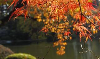 描写秋天景色的词语